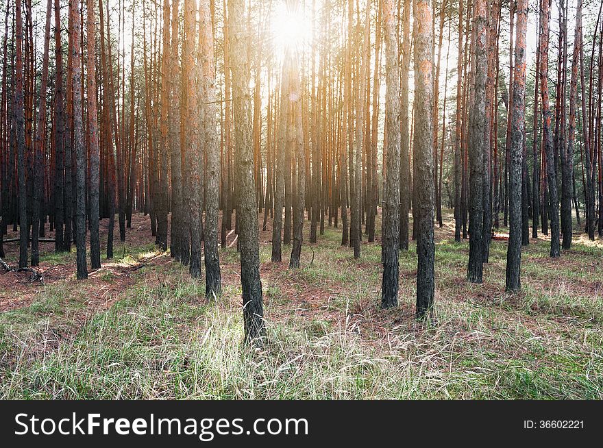 Forest in October, cloudy weather, the road passing through the forest, conifers. Forest in October, cloudy weather, the road passing through the forest, conifers