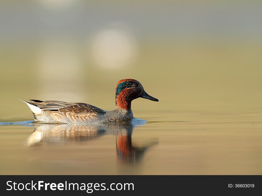 Common Teal swims in water. Common Teal swims in water.