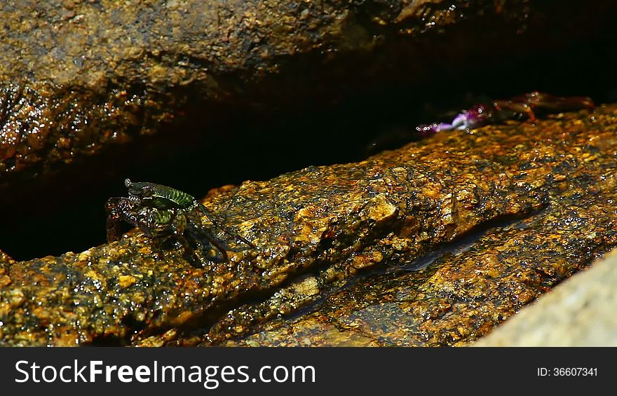 Two crabs sitting on a rock washed by the sea waves.