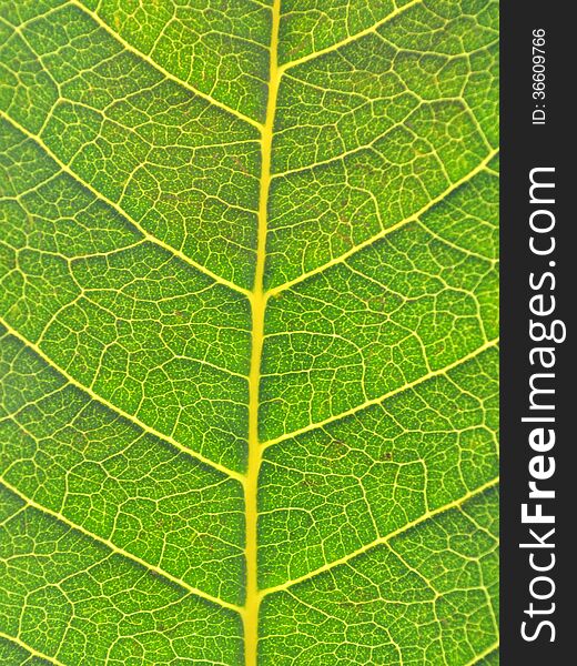 Leaf close up