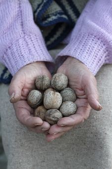 Old Woman Holding A Handful Of Walnuts Stock Image Old Woman Holding A Handful Of Walnuts Stock Image