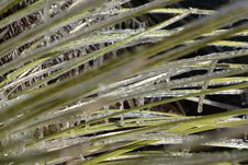 Ice On The Yucca Tree Branches Stock Image