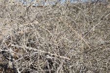 The Rabbit Brush Blurry Stock Images The Rabbit Brush Blurry Stock Images
