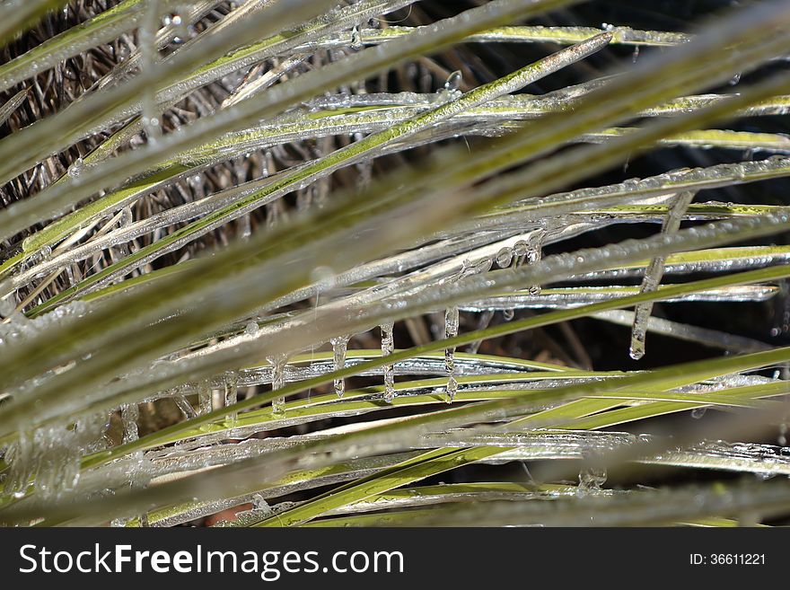 A picture of ice formed on the yucca tree branches. A picture of ice formed on the yucca tree branches.