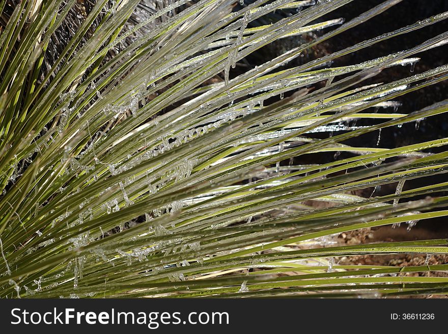 A picture of ice on a yucca tree . A picture of ice on a yucca tree .