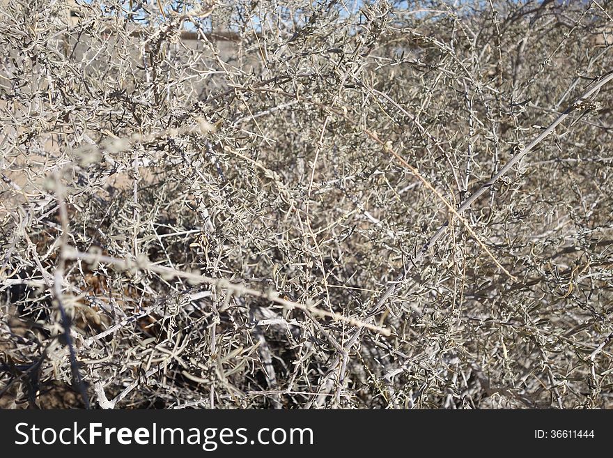 A picture of the high desert rabbit bush blurry. A picture of the high desert rabbit bush blurry.