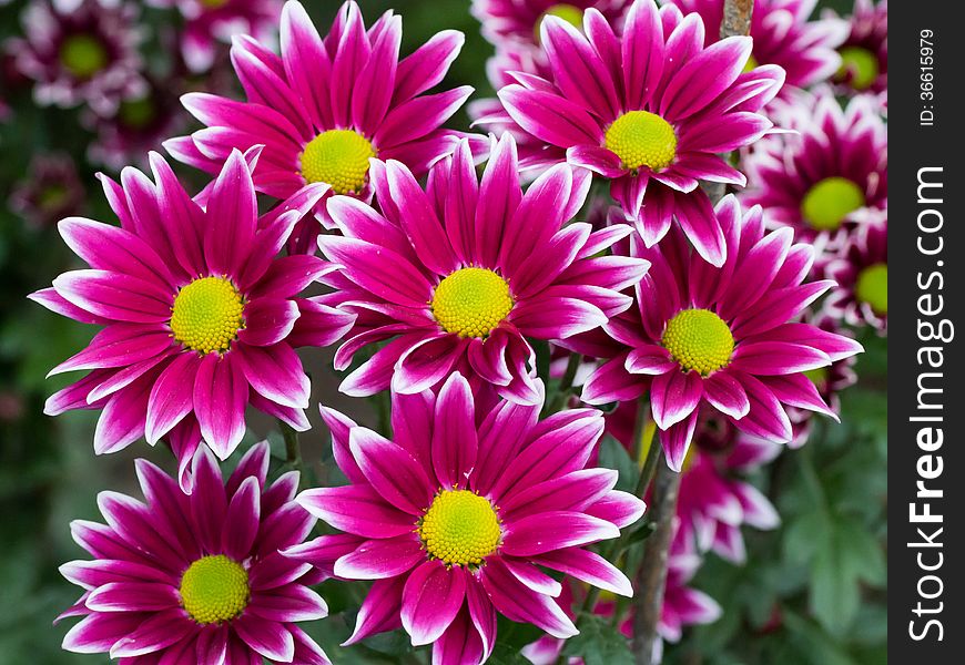 Several red with a white border chrysanthemums. Several red with a white border chrysanthemums