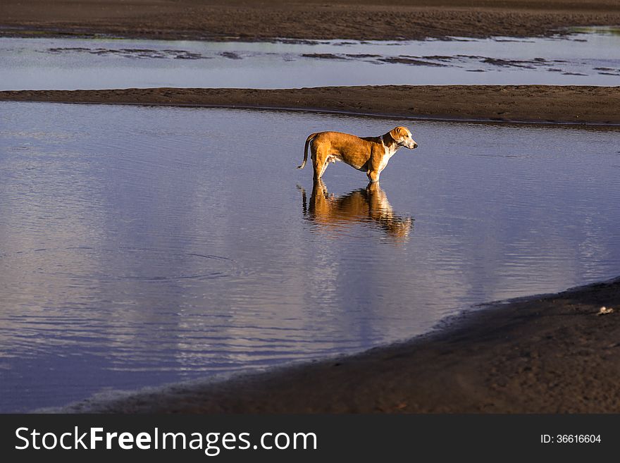 Dog in water from beach with reflection. Dog in water from beach with reflection