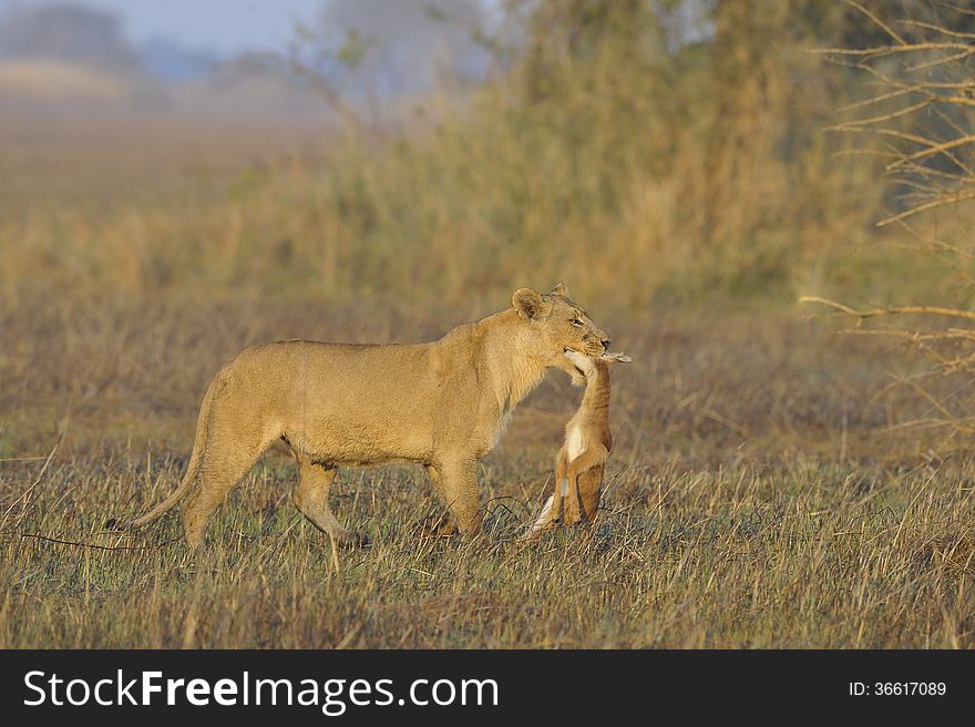 Lioness with prey.