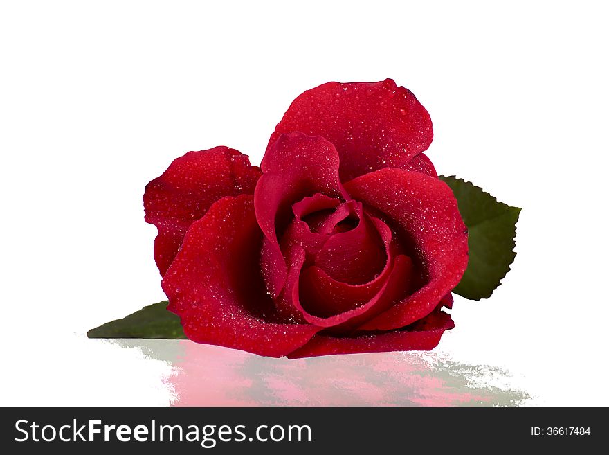 Flower of a red rose on a white background