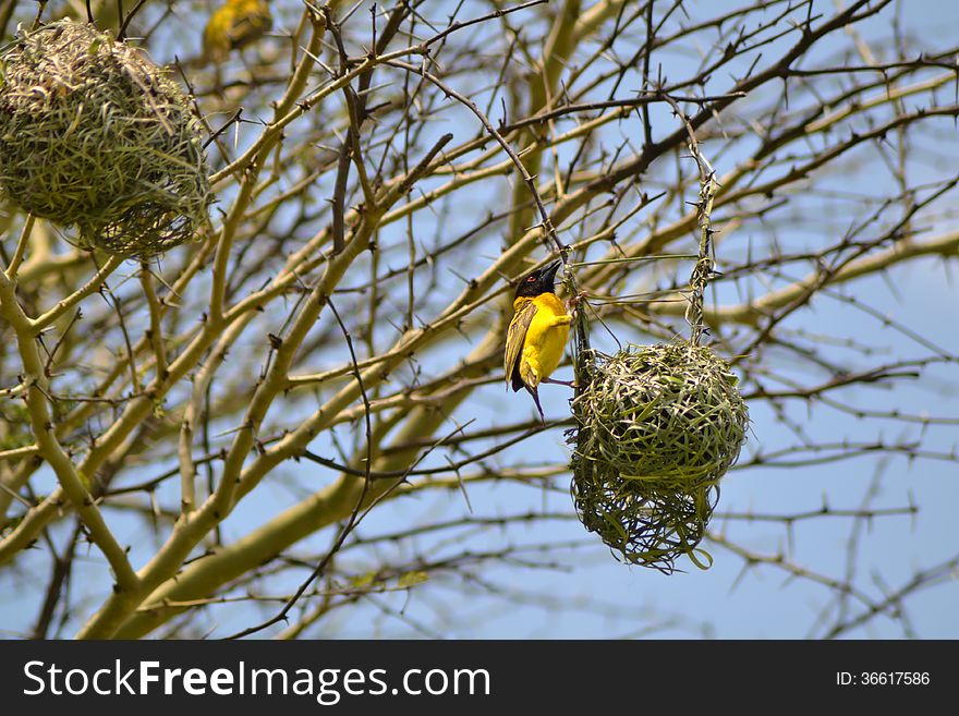 Sunny day in Zimbabwe's game camp Small yellow bird is holding for the nest