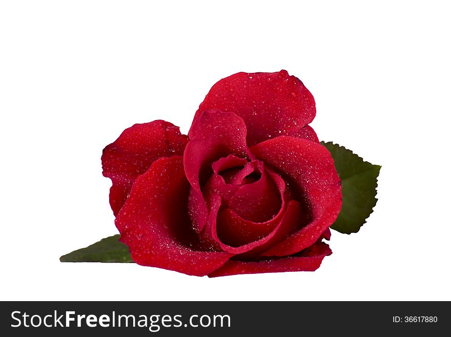 Flower of a red rose on a white background