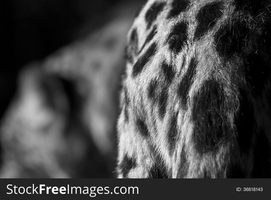 Detail of a beautiful young leopard's croup. Detail of a beautiful young leopard's croup