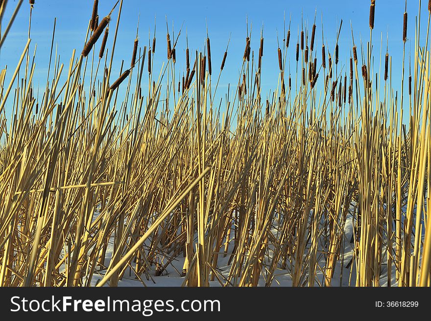 Reed on snow-covered lake, winter landscape, the blue sky