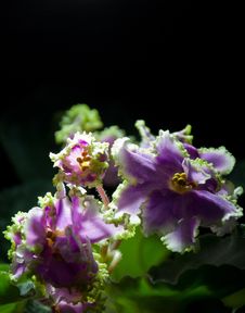 Blooming African Violet Isolated On Black Stock Photo