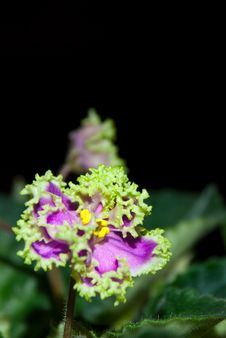 Blooming African Violet Isolated On Black Royalty Free Stock Photography