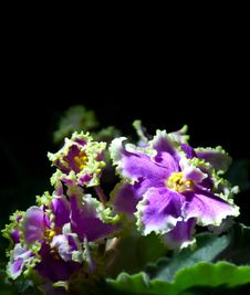 Blooming African Violet Isolated On Black Stock Images