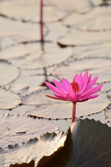 Red Lotus Pond Stock Photography Red Lotus Pond Stock Photography
