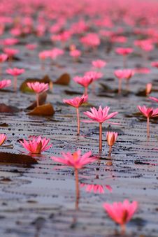 Red Lotus Pond Royalty Free Stock Photos Red Lotus Pond Royalty Free Stock Photos