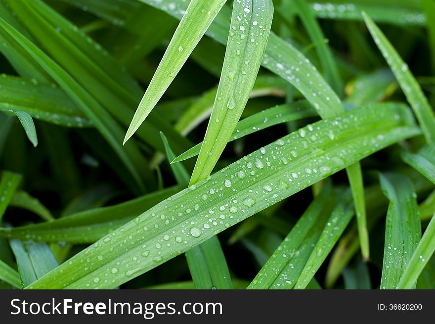 Reeds With Waterdrops