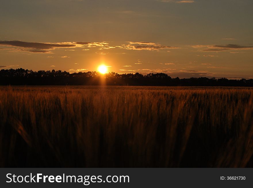 Summer sunset at the fields