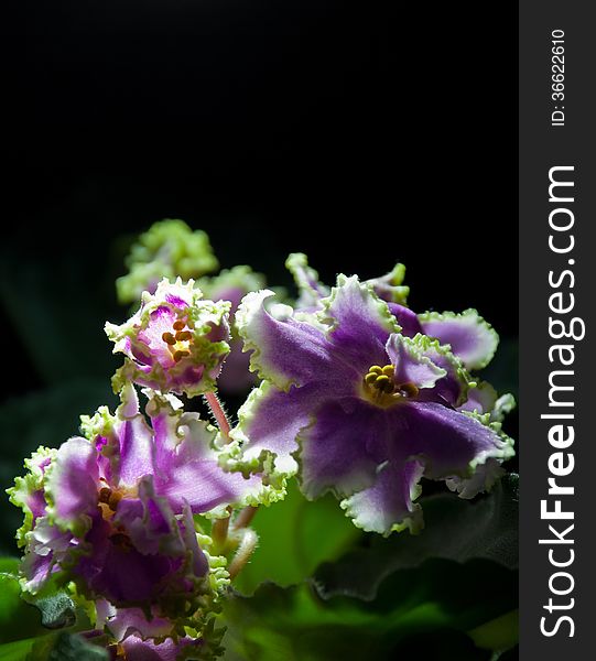 Blooming African violet isolated on black