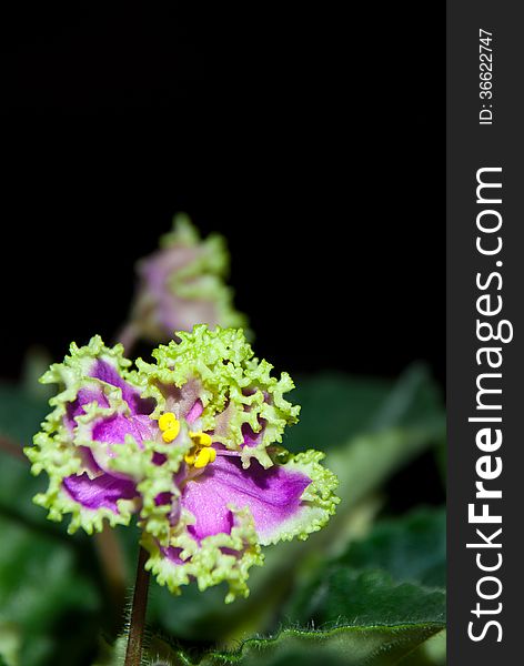 Blooming African violet isolated on black, Ukraine