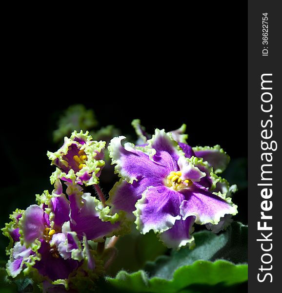 Blooming African violet isolated on black