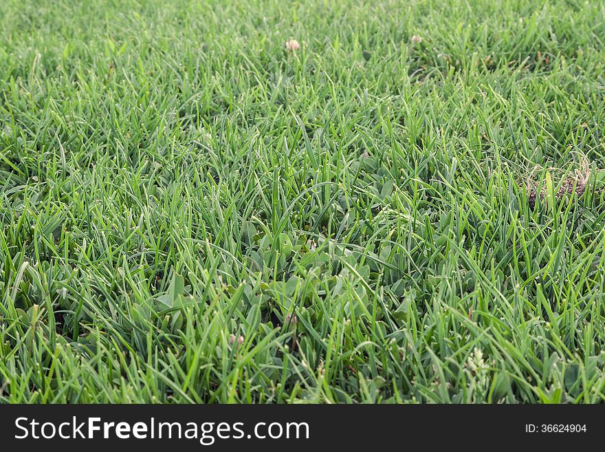 Close-up of Green Grass Field