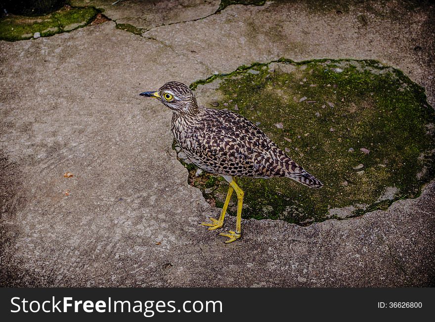 Thick knee bird with exquisite yellow legs