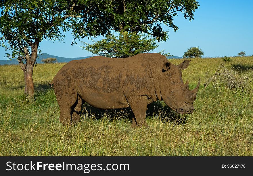 Rhino posing on the Sun