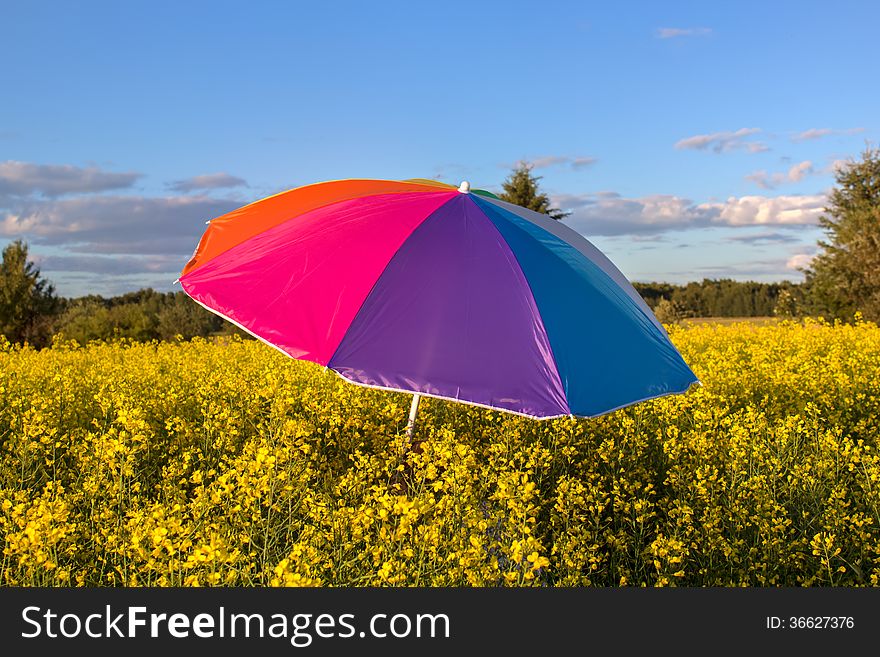 Colorful umbrella in a canola field