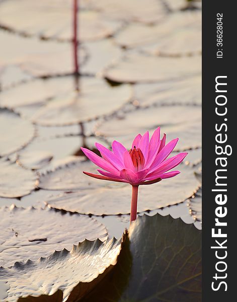 Red lotus in the pond at Kumpawapee, Udornthani, Thailand. Red lotus in the pond at Kumpawapee, Udornthani, Thailand