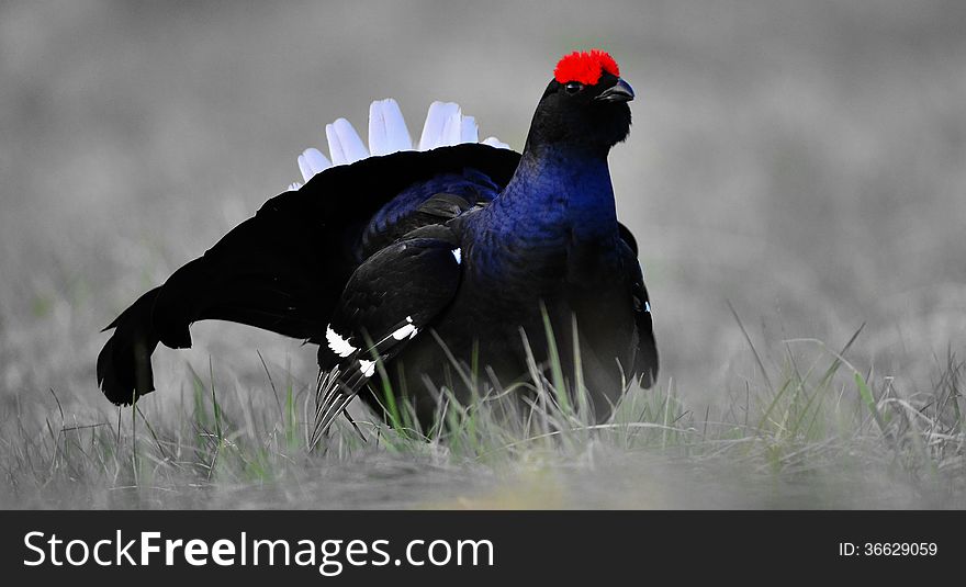 Portrait of a lekking black grouse