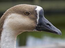 Goose Royalty Free Stock Images