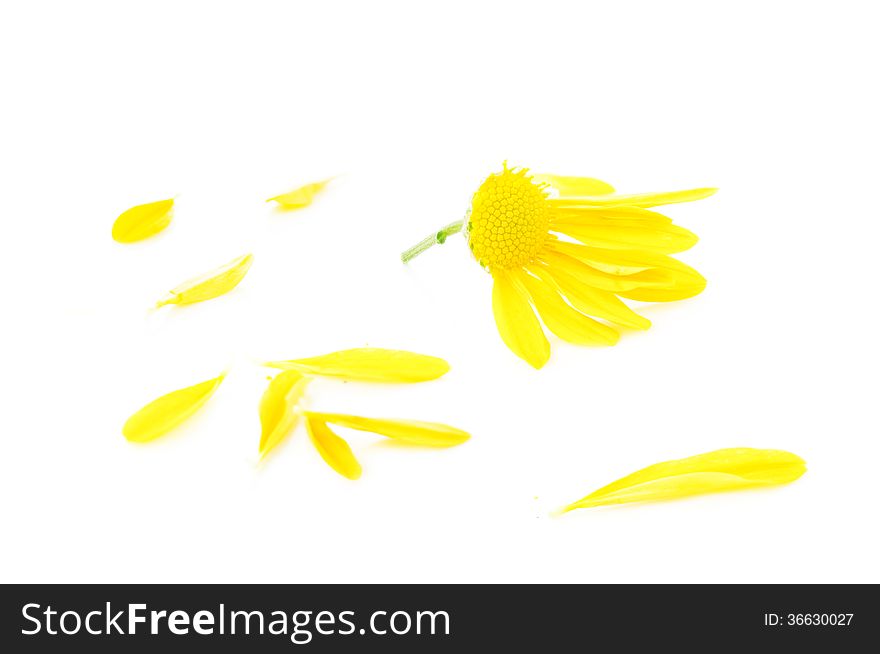 Broken yellow daisy flower on a white background. Broken yellow daisy flower on a white background