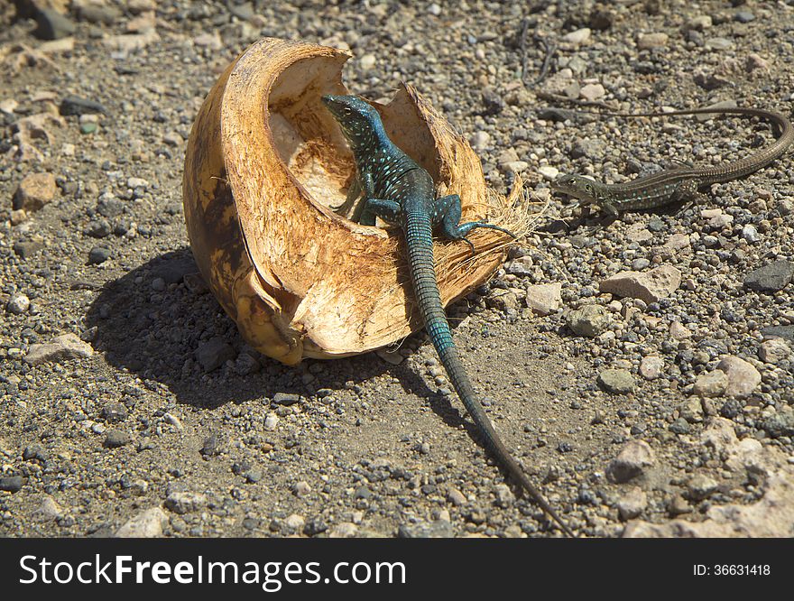 Caribbean green iguana.