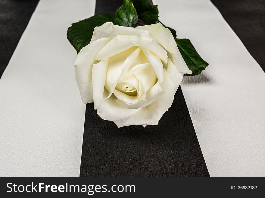 White rose on the original background