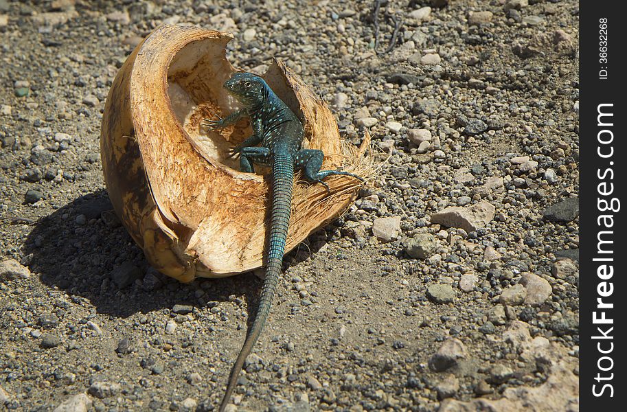 Caribbean green iguana.