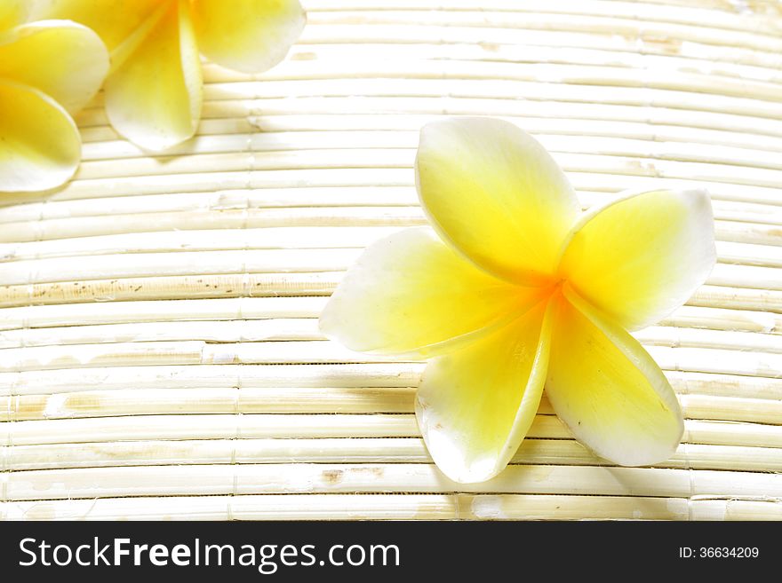 For Background, White Yellow Frangipani