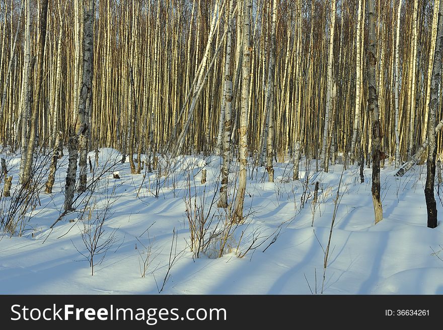 The Winter birch forest in the light of the sunset sun.