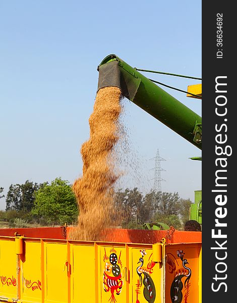 Collection of wheat grain after harvesting. Collection of wheat grain after harvesting.