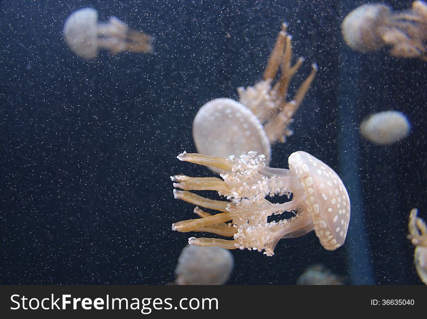 Swimming jellyfish in sea aquarium