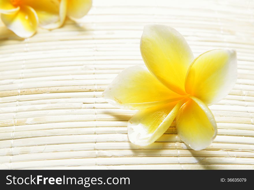 For Background, White Yellow Frangipani