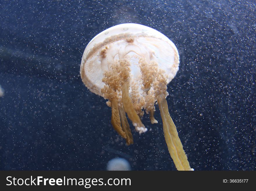 Close-Up cute jellyfish