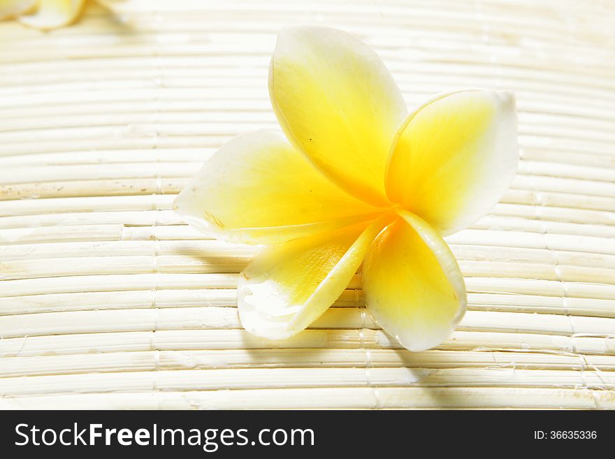 For Background, White Yellow Frangipani