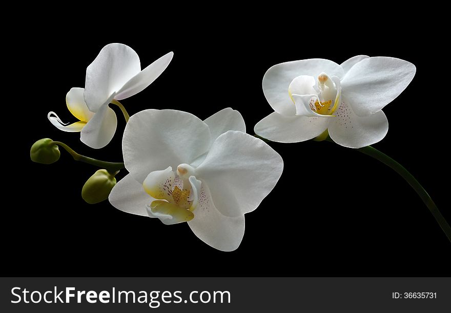Orchid flowers on black background