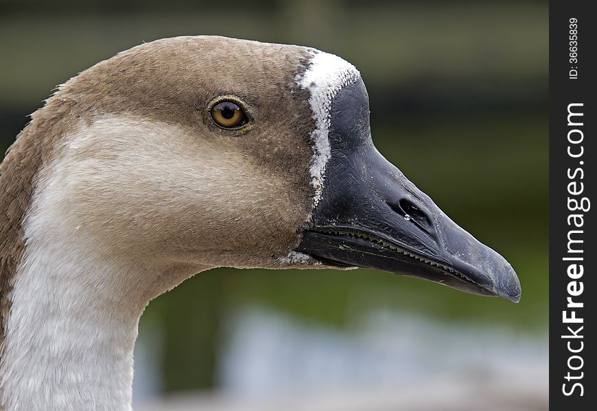 A portrait of a Goose