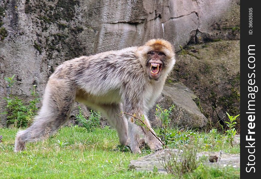 A Berber monkey is showing her teeth. A Berber monkey is showing her teeth