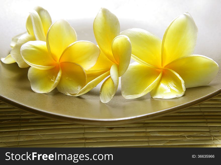 For Background, White Yellow Frangipani